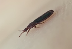 Aneurus simplex