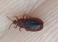 Aneurus simplex