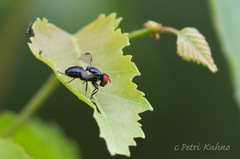 Seioptera vibrans