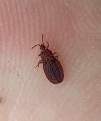 Aneurus simplex