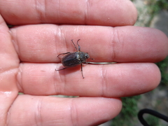 Amphimallon altaicum