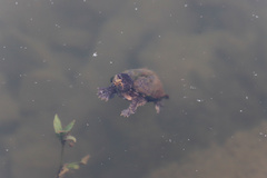 Kinosterninae