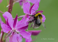 Bombus jonellus