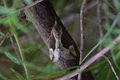 Hypena crassalis