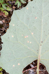 Puccinia poarum