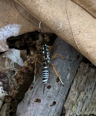 Agonocryptus discoidaloides