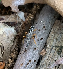 Agonocryptus discoidaloides