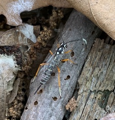 Agonocryptus discoidaloides