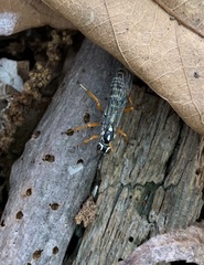 Agonocryptus discoidaloides