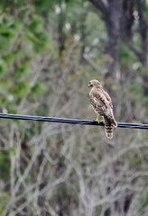 Buteo lineatus