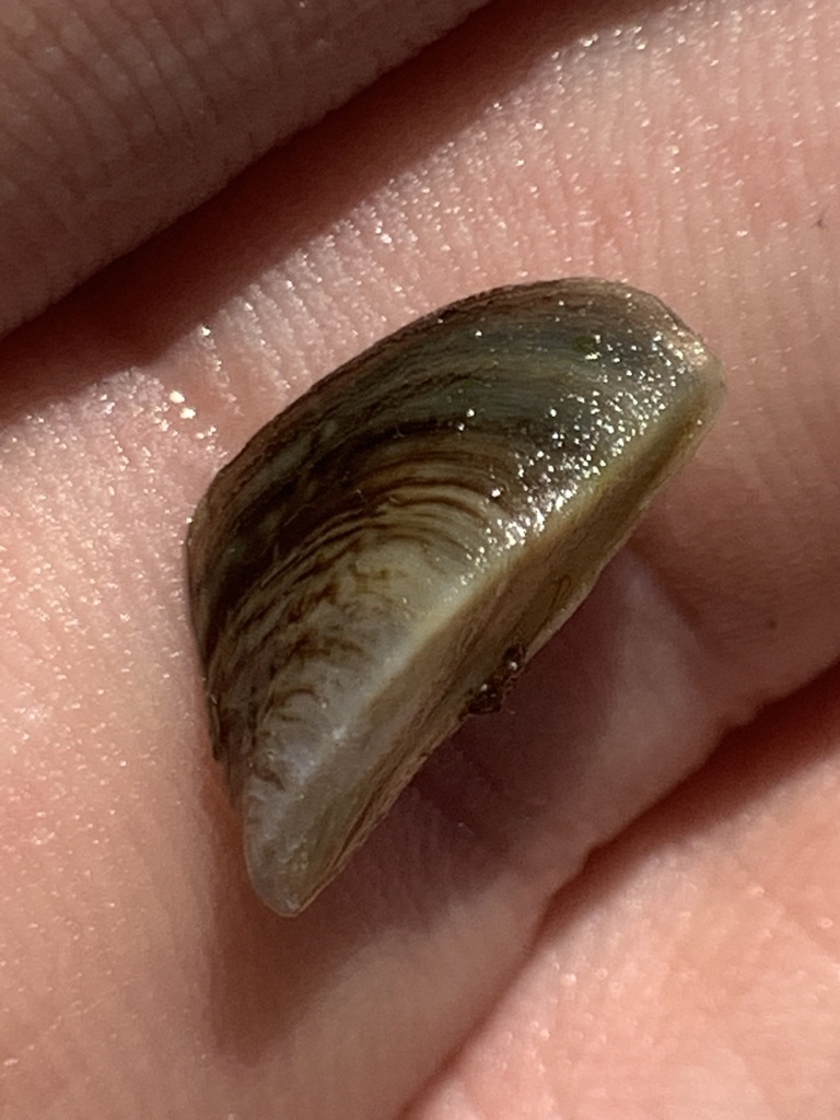Zebra Mussel (ADIRONDACK RESEARCH GUIDEBOOK) · iNaturalist