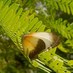 Mylothris chloris chloris