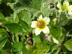 Henosepilachna argus