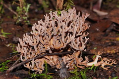 Ramaria fennica