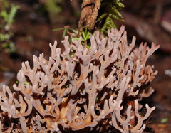 Ramaria fennica