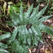 Free-tip Star-hair Fern - Photo (c) Samuel Brinker, some rights reserved (CC BY-NC), uploaded by Samuel Brinker