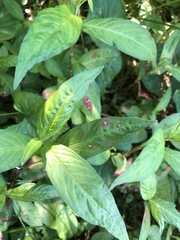 Septoria polygonorum