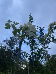 Magnoliopsida