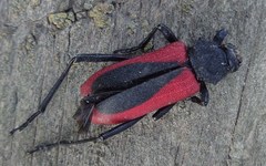 Purpuricenus kaehleri