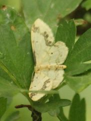 Idaea trigeminata
