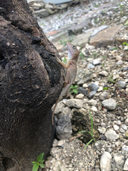 Anolis