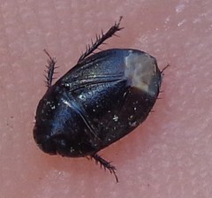 Sehirus luctuosus