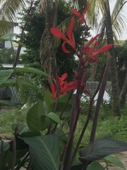 Canna indica
