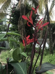 Canna indica