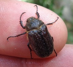 Amphimallon altaicum