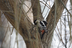 Dendrocopos syriacus