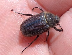 Amphimallon altaicum