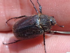 Amphimallon altaicum