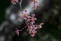 Trichocentrum oerstedii