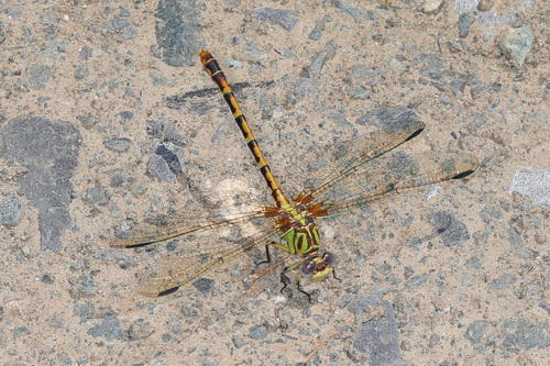 Eastern Ringtail photo 6