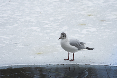 Chroicocephalus ridibundus