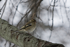 Fringilla coelebs
