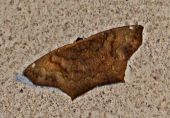 Paragonia procidaria