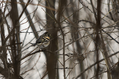Fringilla montifringilla
