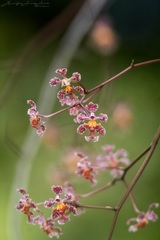 Trichocentrum oerstedii