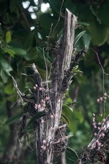 Trichocentrum oerstedii