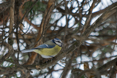 Cyanistes caeruleus