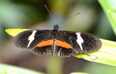 Heliconius clysonymus montanus