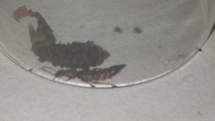 Paederus schoenherri