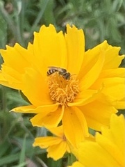 Halictus ligatus