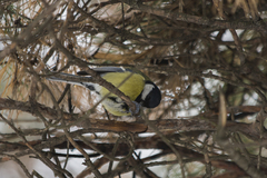 Parus major