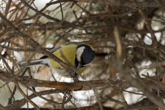 Parus major