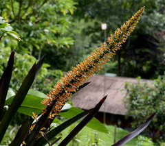 Aechmea latifolia