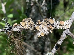 Imshaugia placorodia