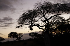 Bubalornis niger niger