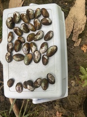 Toxolasma cylindrellum